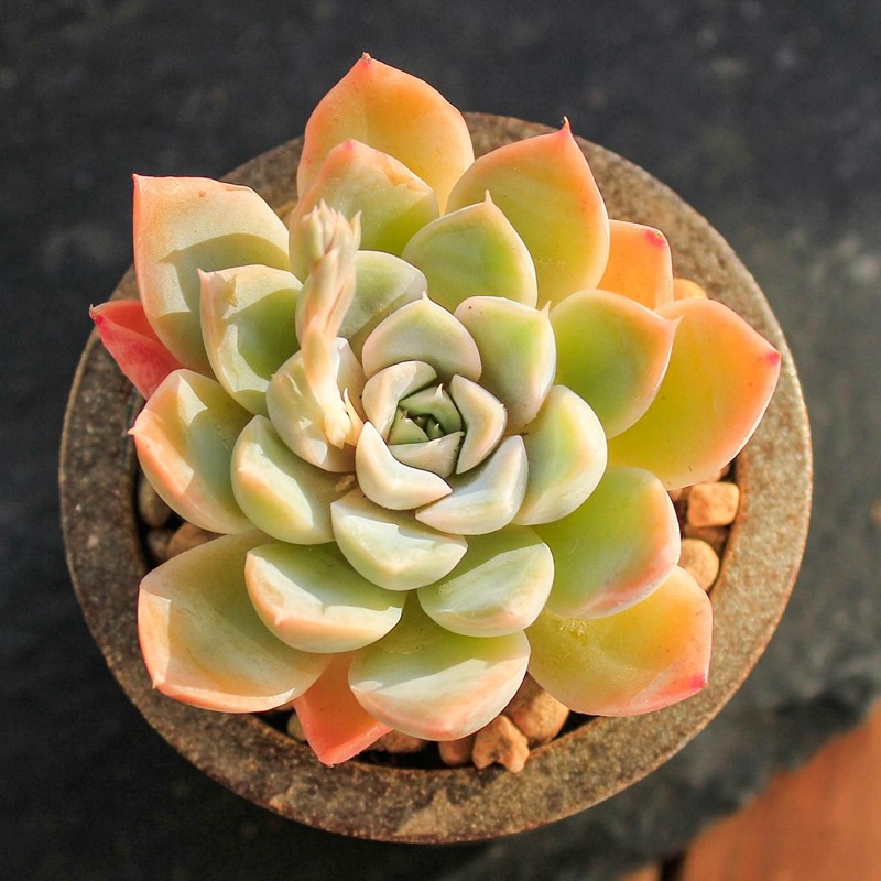 轩林美 多肉植物 肉肉盆栽 老桩办公室内耐干旱懒人绿植花卉 厚叶月影