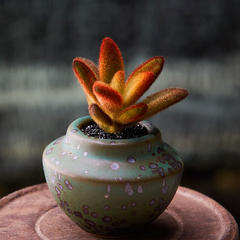 巧克力兔耳多肉植物阳台可爱小萌物肉肉植物高品质颜色正 巧克力兔耳