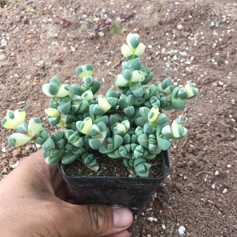 多肉植物药锦白松锦多头群生散群办公室盆栽 鹿角海棠锦(盆口直径7cm)