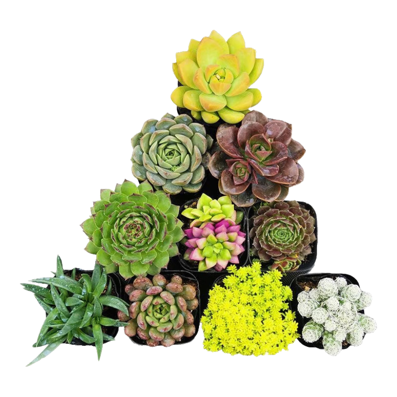 萌肉居原盆多肉10盆不一样多肉植物桌面盆栽绿植DIY花卉盆栽源头直发