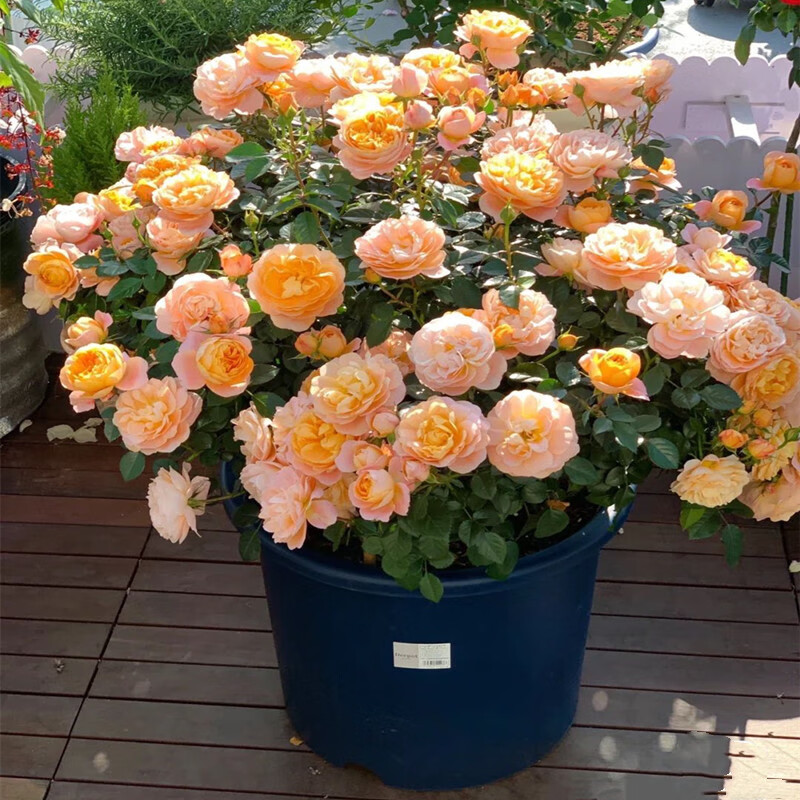 沃绣灌木月季果汁阳台玫瑰花盆栽花卉植物室内花庭院露台四季开花浓香