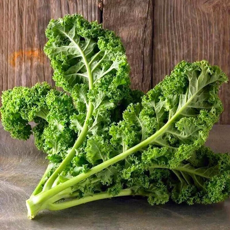 北蔬 羽衣甘蓝菜种子盆栽冬季耐寒蔬菜 羽衣甘蓝种子 100粒/袋