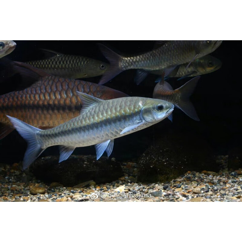 蓝吉罗异口新光唇保山蓝吉罗史氏原生大尺寸蓝吉罗冷水观赏鱼喂食 异