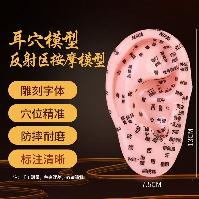 17厘米耳穴模型反射区清晰刻字耳穴耳部针灸模型耳朵耳廓按摩理疗