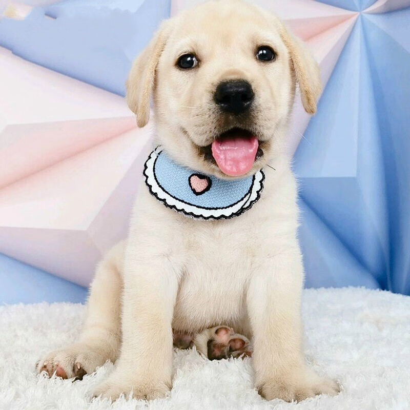 拉布拉多幼犬活体狗纯种宠物狗狗拉布拉多活体幼犬拉布拉多导盲犬小q