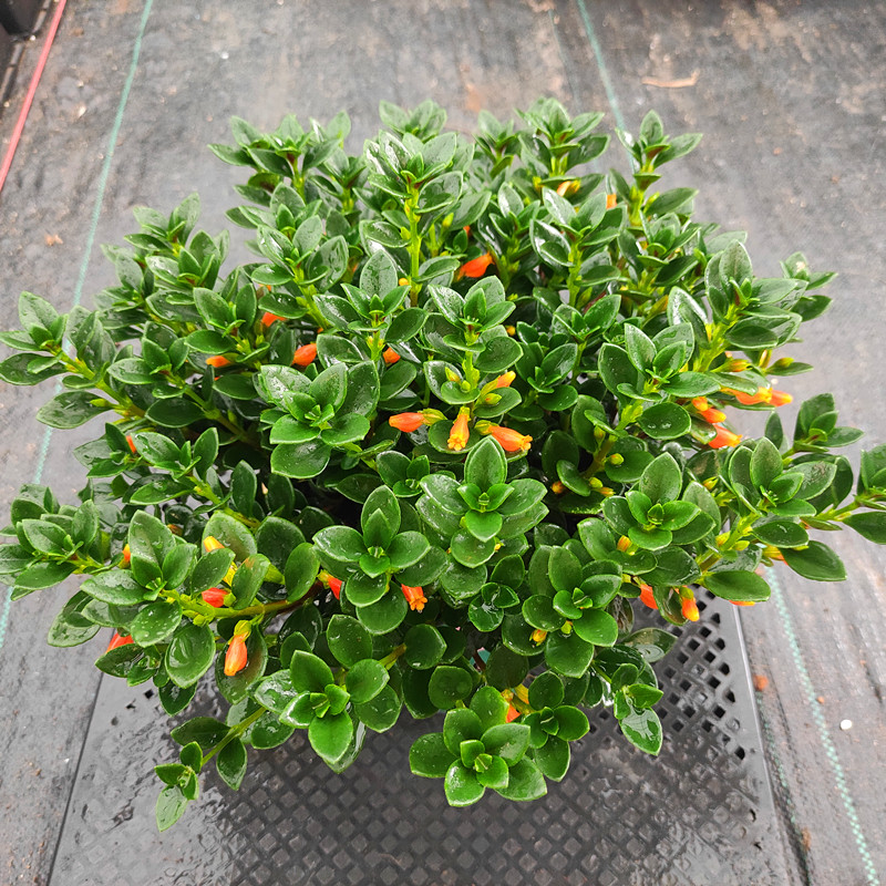 单子叶草堂金鱼吊兰花卉植物盆栽开花不断室内阳台绿植 金鱼吊兰 【中