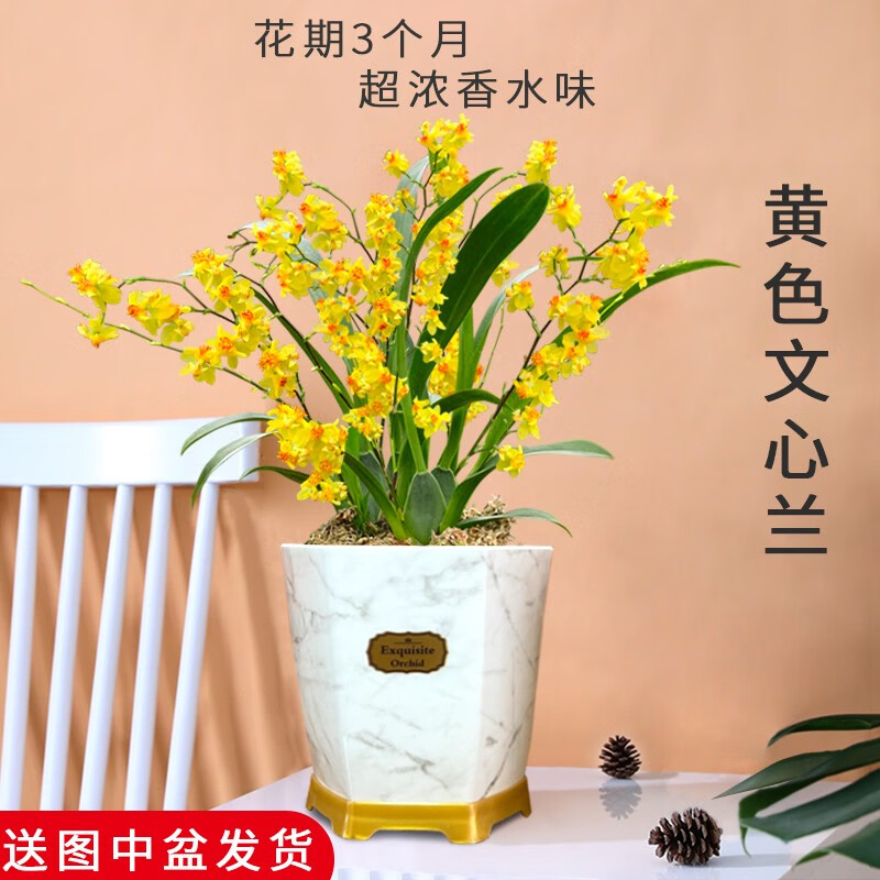 劉閣蘭花4色香水文心兰带超多花苞出售 梦香兰花苗好养花卉绿植室内