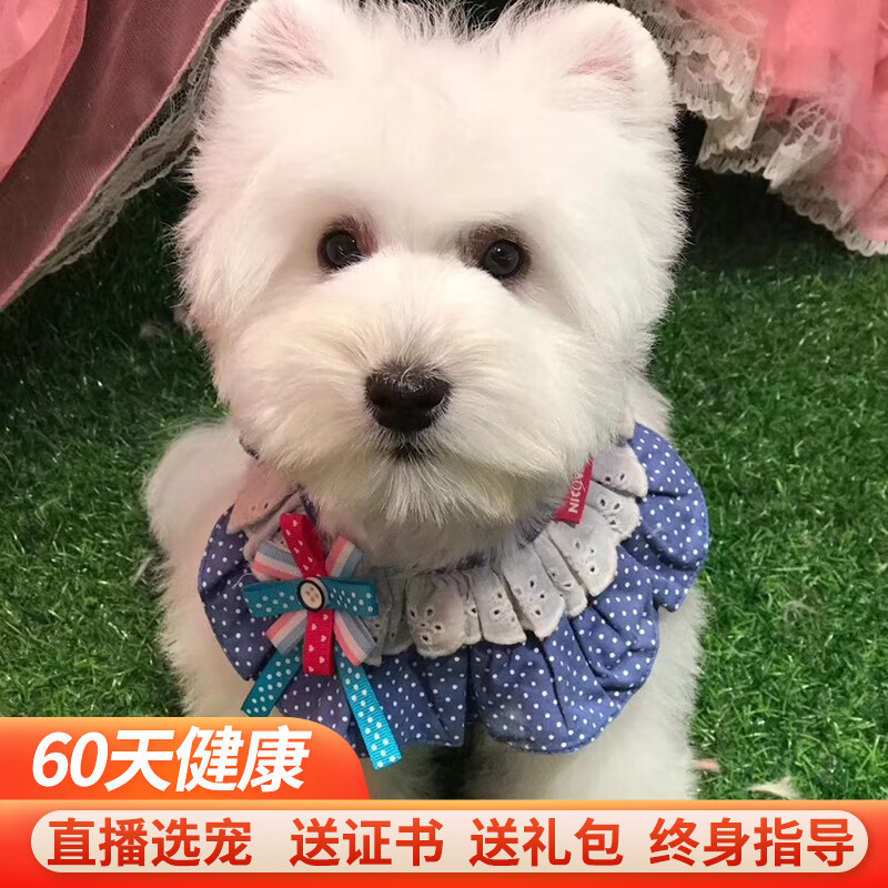 西高地白梗犬活体幼犬幼崽纯种宠物狗狗 宠物级a款 母