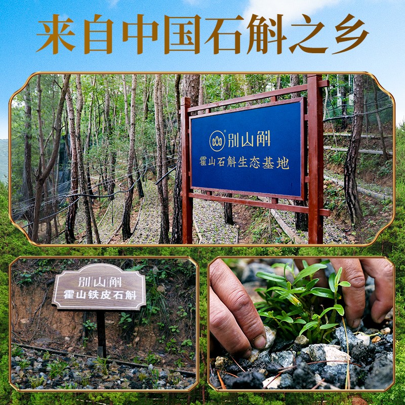 别山斛正宗霍山五年铁皮石斛枫斗改善免疫力滋补养生胃送礼父母长辈礼物 霍山铁皮石斛100g
