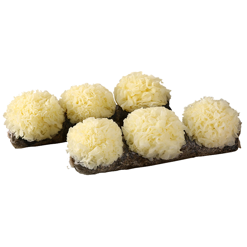 【順豐】福建古田新鮮銀耳 白木耳 新鮮軟糯多膠 新鮮蔬菜 帶菌棒| 一棒 3朵