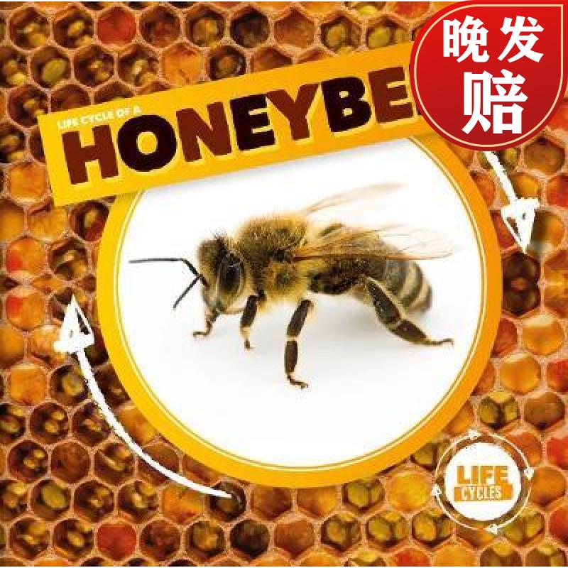 【4周达】life cycle of a honeybee
