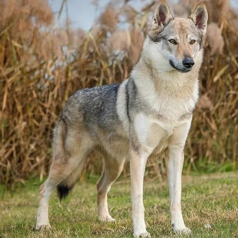 宁宠杰克狼群犬杰克狼犬幼犬小狗狼狗宠物狗狗活体大型犬 宠物级1 公