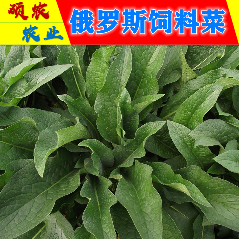俄罗斯饲料菜种根 聚合草种子 牧春籽多年生牧草籽猪牛羊鸡鸭鹅鱼兔青