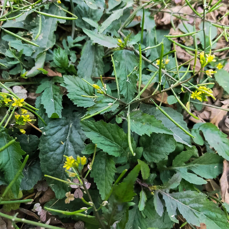 蔊菜干货 葛菜500g 中药材潮汕假菜仔塘葛菜江剪刀草野油菜干货