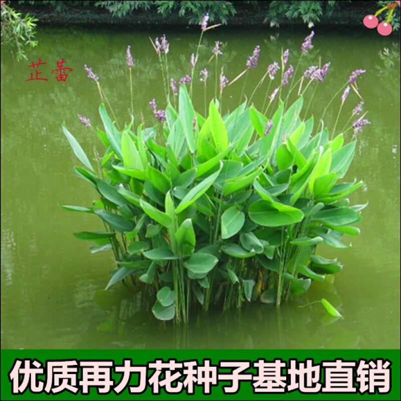 再力花种子 水竹芋水莲蕉 塔利亚多年生挺水草本水生植物种子 半斤