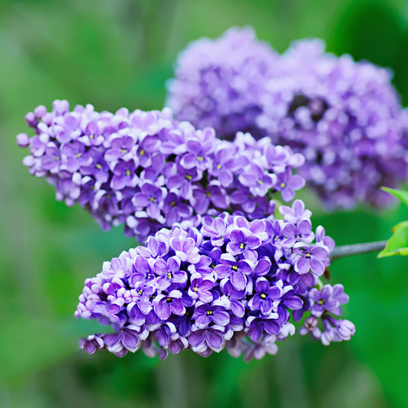 丁香花苗 丁香花树苗欧洲花苗花卉植物室内庭院风景树耐寒四季紫丁香