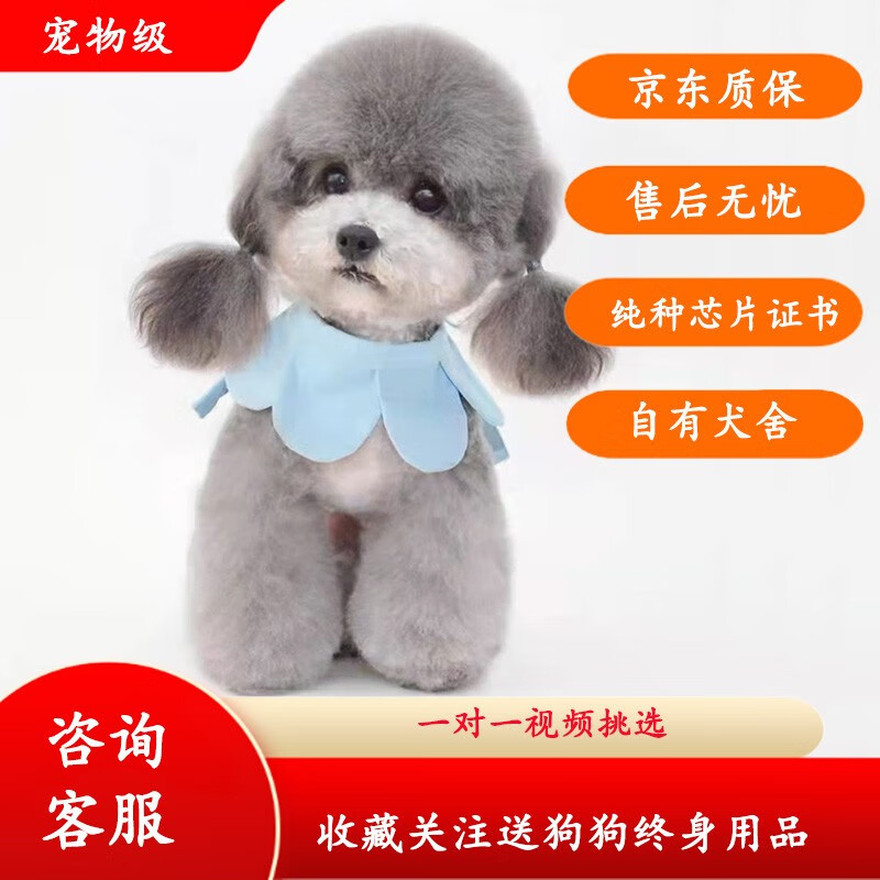 果粒之星灰泰迪纯种狗狗活体幼崽灰色泰迪幼犬小型犬贵宾犬宠物狗泰迪