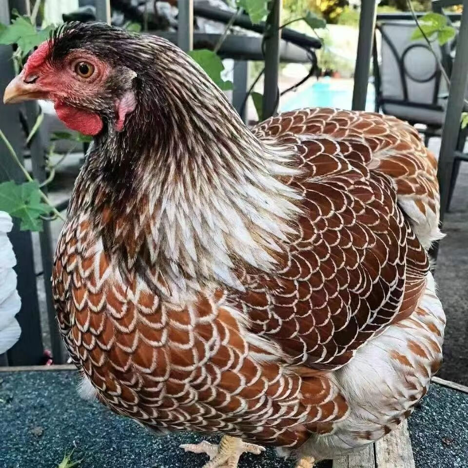 【半大脱温鸡】四两到六两鱼鳞鸡观赏怀特鸡苗五彩小鸡批发鲜美 6只