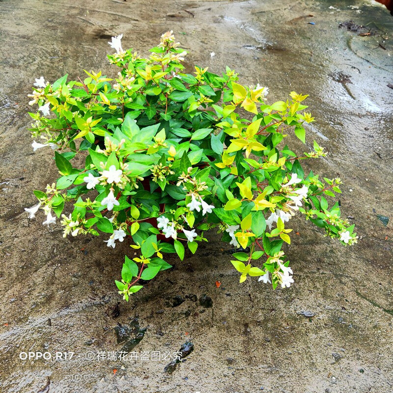 惜林园麦桑荷盆栽新款地栽灌木金叶大花六道木庭院阳台覌叶覌花植物带