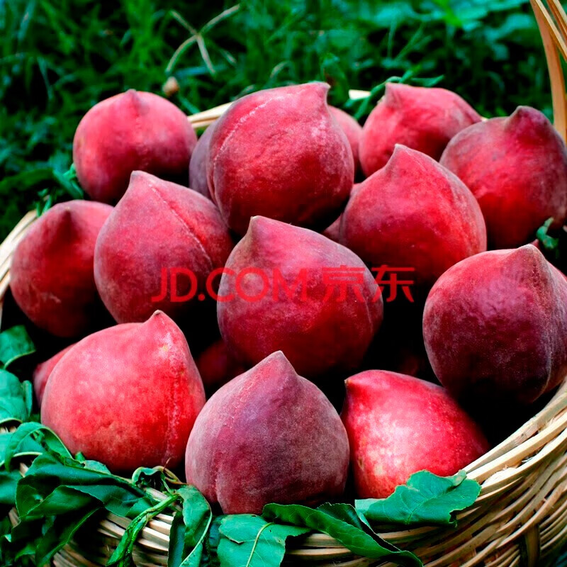 潮味霸四川攀枝花高山露天黑美人桃子 当季新鲜水果 净重4.