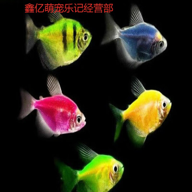七彩鱼青天使鱼绿老虎天使蓝天使热带观赏鱼包邮 明黄色 黄老虎5条