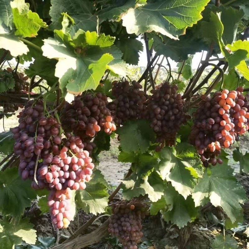 鹏翔宇【顺丰包邮】正宗山西克伦生无籽红提葡萄脆甜一整箱新鲜孕妇水果 净重2斤克伦生【尝鲜装】