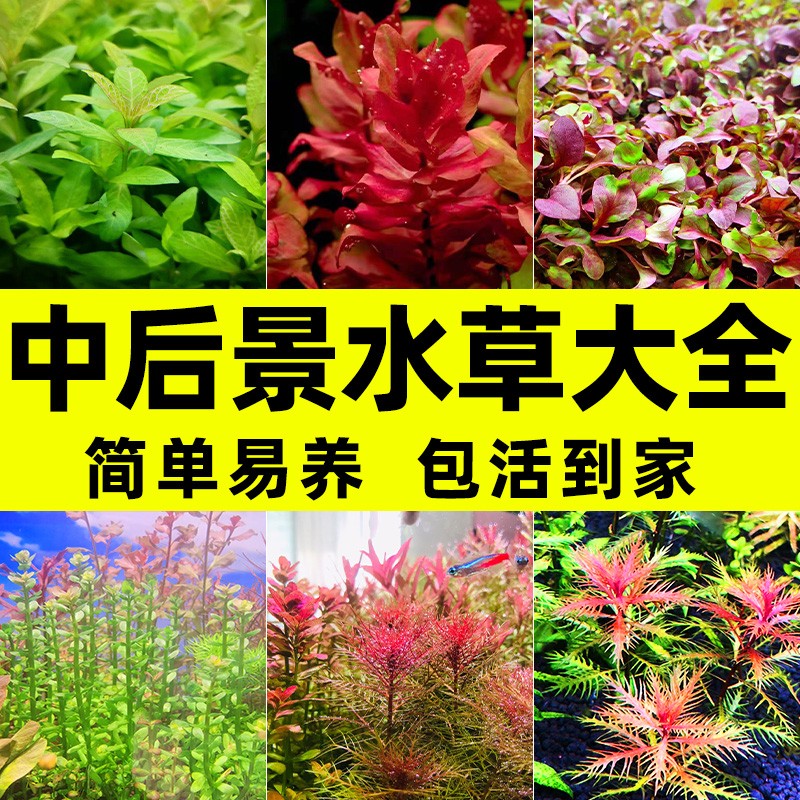 水草用品近期价格走势如何|水草用品价格走势图