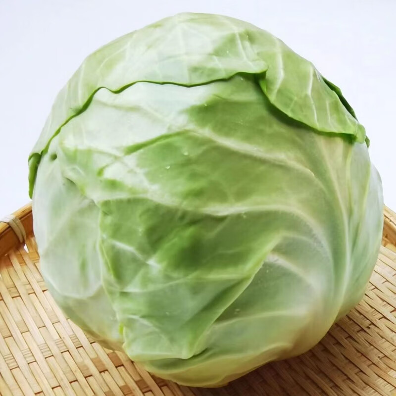 禾之润绿甘蓝苗包菜秧苗卷心菜幼苗大头菜牛心菜苗春秋季盆栽高产蔬菜