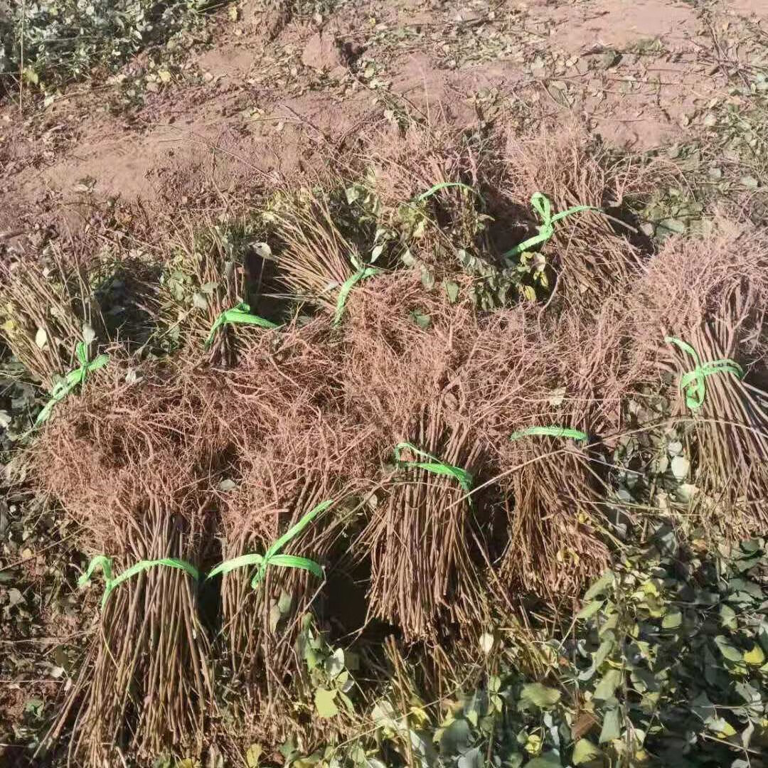 姒桀正宗连翘树苗产量连翘苗结果高药用连翘树苗中药苗种植苗小苗