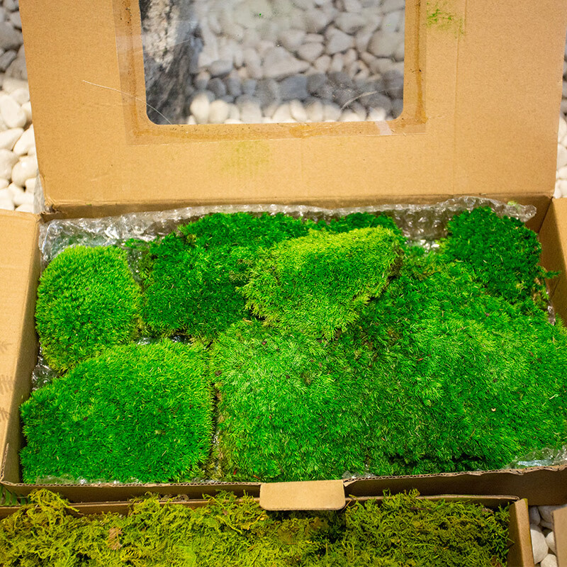 室内盆景造景石长草假苔藓植物墙背景装饰微景观 翠绿永生鹿蕊藓1盒0