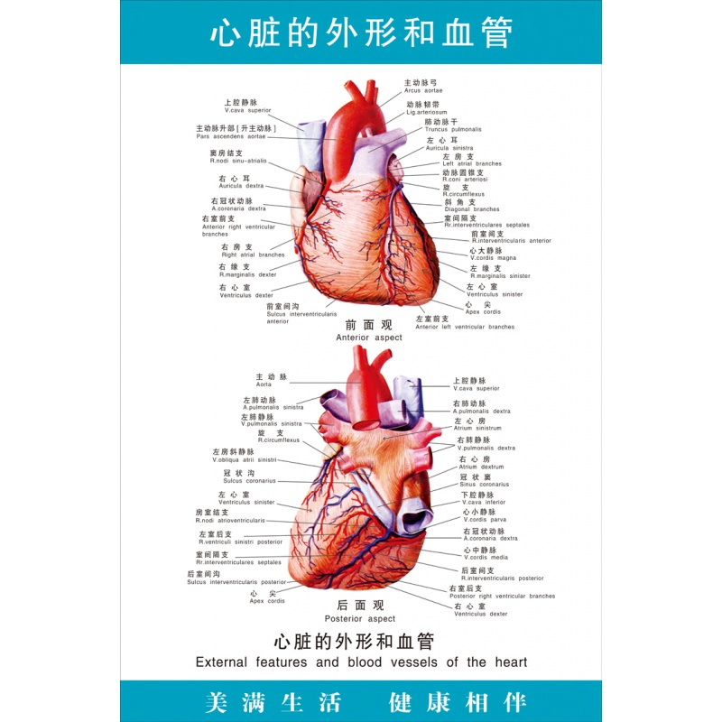 《心脏的外形和血管》医院医学人体结构心血液循环解剖图海报挂图 s
