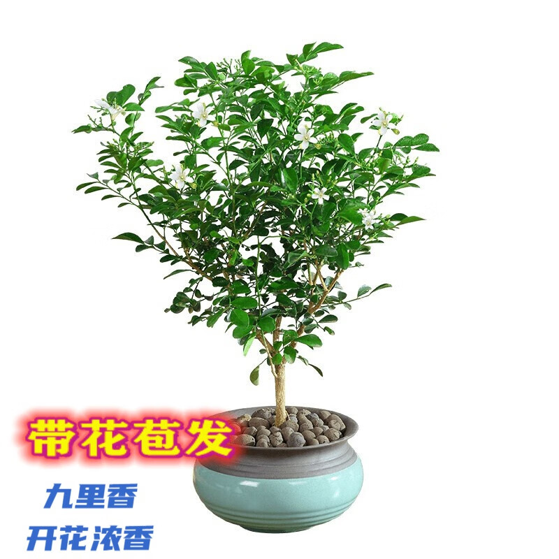 萌妹九里香盆栽花卉植物盆景室内绿植驱蚊四季青七里香带花苞浓香 掌柜5年苗(带花苞发) 不含盆