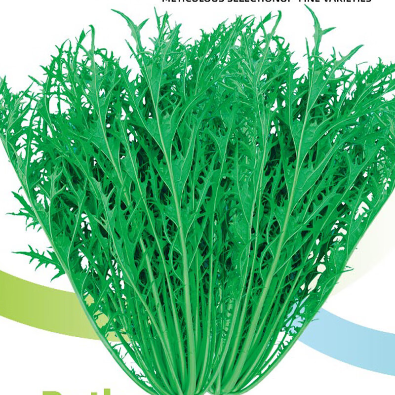 寿禾菜种子 家庭种植秋冬季蔬菜大全菜籽 寿禾九头鸟雪里蕻种子10克