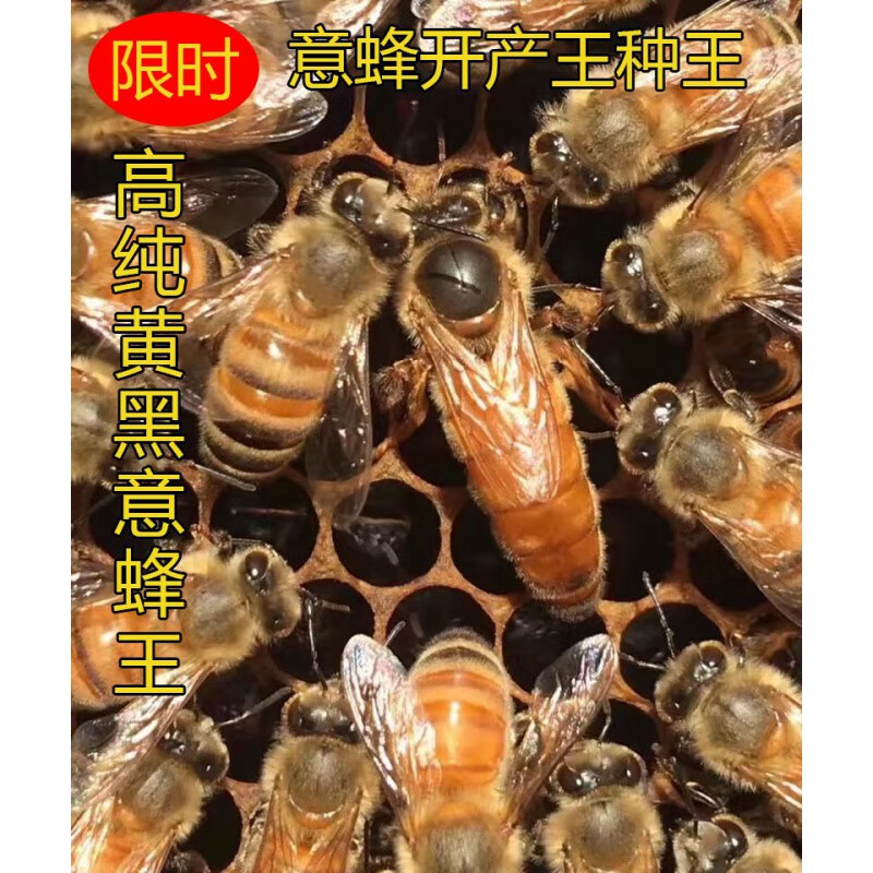 梦泡意蜂蜂王意蜂产卵王黄金意蜜王浆王新开产王蜂王生产王 随机生产
