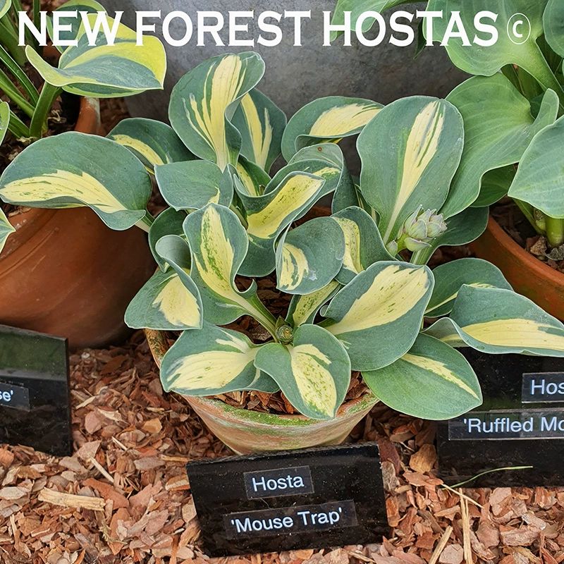 玉簪庭院耐阴多年宿根花卉室内阳台桌面小盆栽花园鳗鼠耳六月金色 金