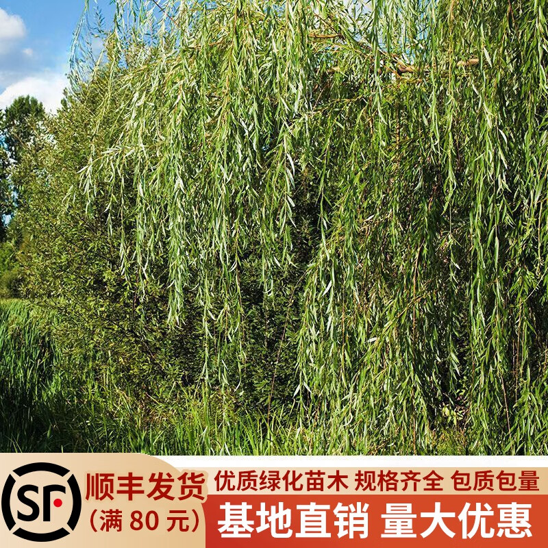 柳园林绿化庭院河边柳树行道大树金丝柳杨柳旱柳 2公分粗/品种备注