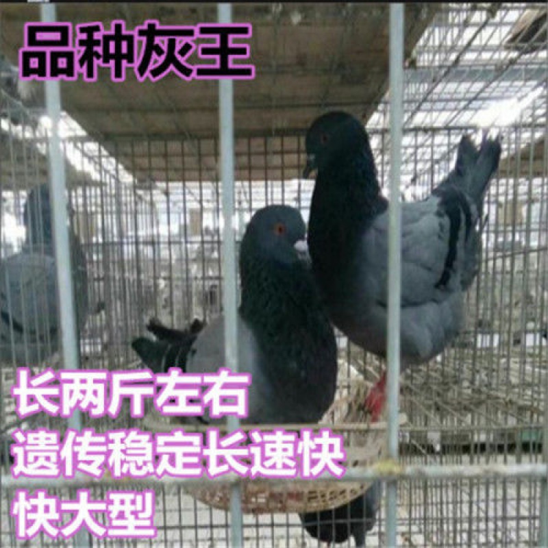肉鸽赛鸽信鸽观赏鸽青年种鸽幼鸽子活 灰王色青年鸽落地王【60天 2