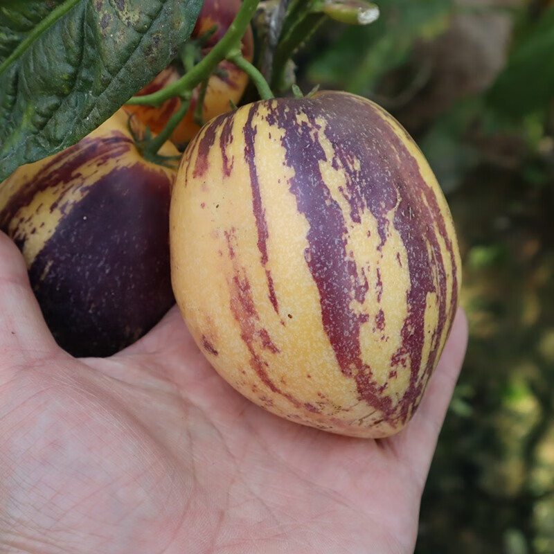 更多水果价格行情最新报价走势图|更多水果价格历史