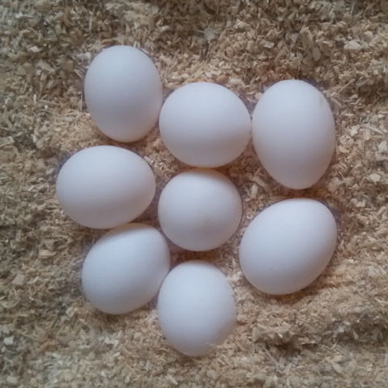 玄凤受精蛋鸟蛋可人工孵化玄风宠物鹦鹉虎皮原始种蛋手养鸟 玄凤种蛋