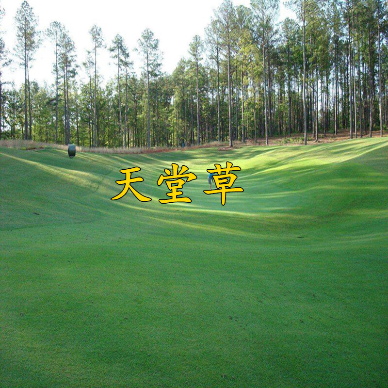 芗苒天堂草种子低矮型草坪籽 耐践踏型小区公园庭院绿化景区球场 天堂