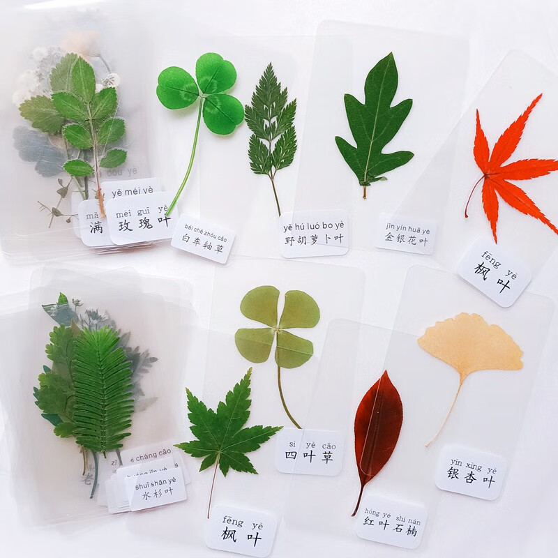 塑封植物书签标本幼儿园儿童老师教学材料天然干花绿色真树叶卡片