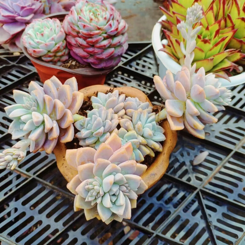 淡雪多肉老桩多头悬崖桩新手室内阳台盆栽多肉基地批发 小淡雪冠幅