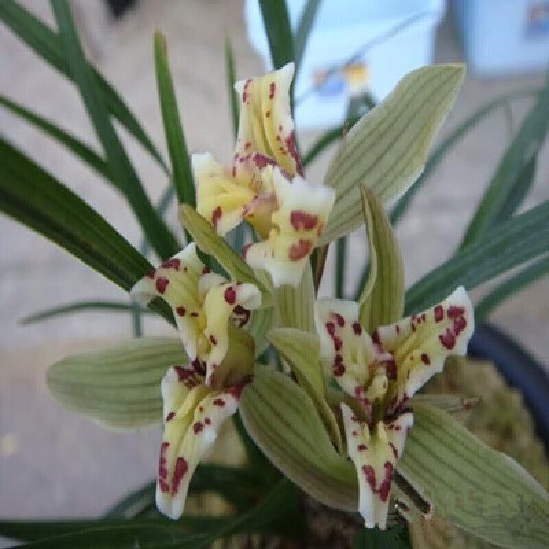 名贵兰花花苞型永怀素素冠荷鼎花卉植物兰草室内庭院 大唐凤羽一件