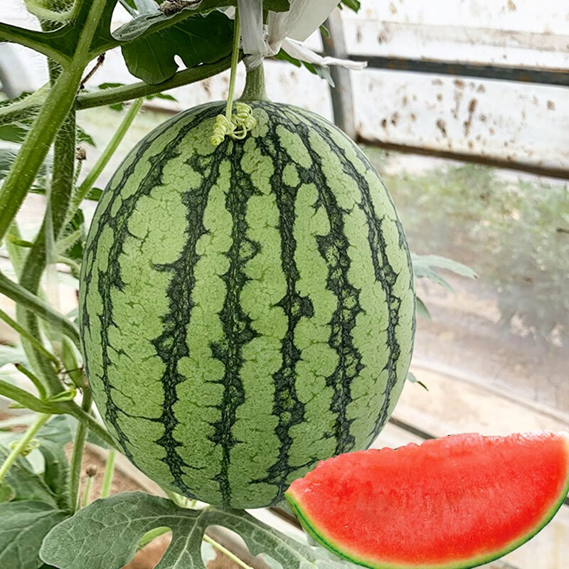 种菜记 金美2k西瓜种子早熟薄皮超甜西瓜种籽礼品瓜种四季阳台盆栽