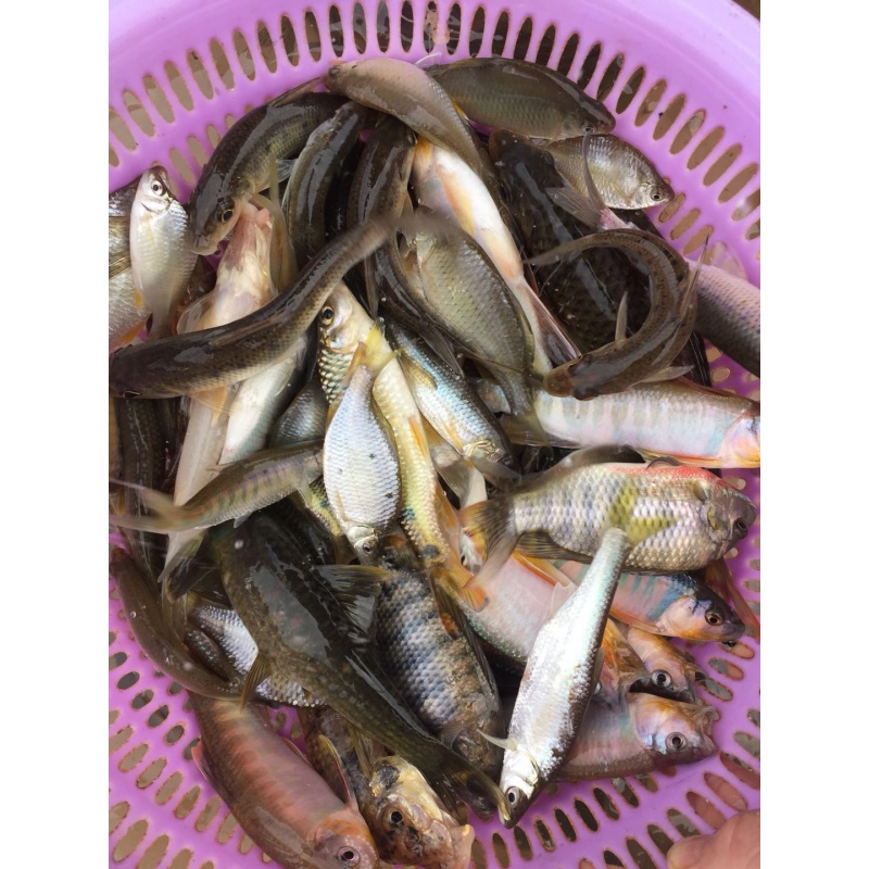 安峰山小河鱼河杂鱼河鲜小溪鱼山坑鱼味鲜原生态5斤一份