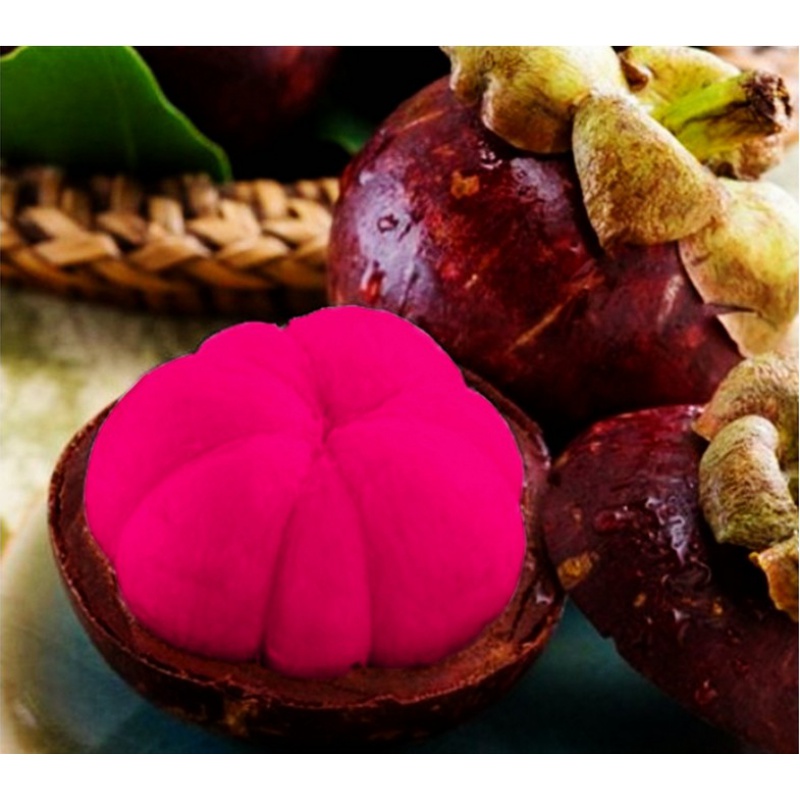 带叶无籽四季苗果大盆栽地栽当年结果包活 泰国红肉山竹当年结果苗 二