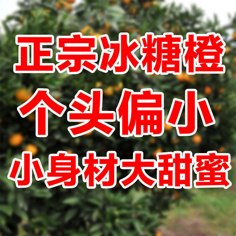 7【精选级水果】【小甜橙】湖南麻阳冰糖橙超甜橙子新鲜当季水果批发2/3/5/10斤 净重3斤甜蜜多汁【尝鲜装】小果