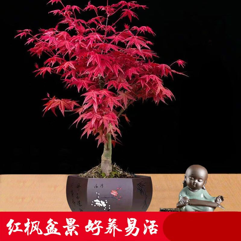 日本红枫盆景植物矮霸老桩客厅办公桌盆栽黄金枫树四季红舞姬树苗 5年