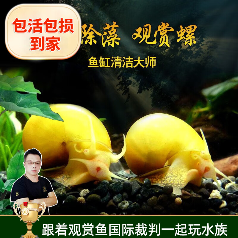 观赏螺虾蟹水族活体缸壁除藻螺鱼缸除藻清淤活化床底水族箱 黄金螺5只