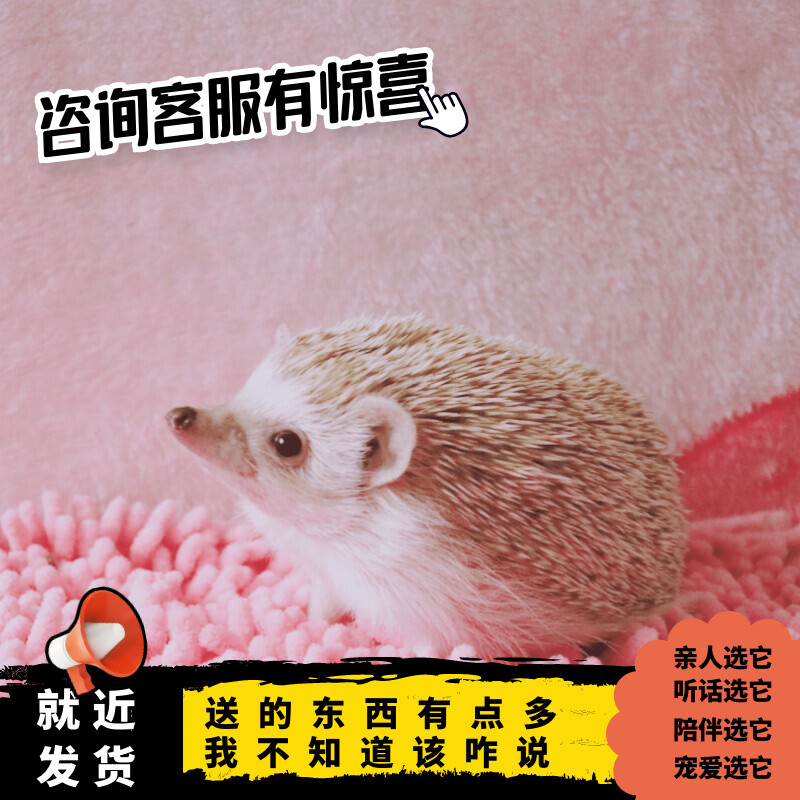 杏色刺猬幼崽1只(35~48天)